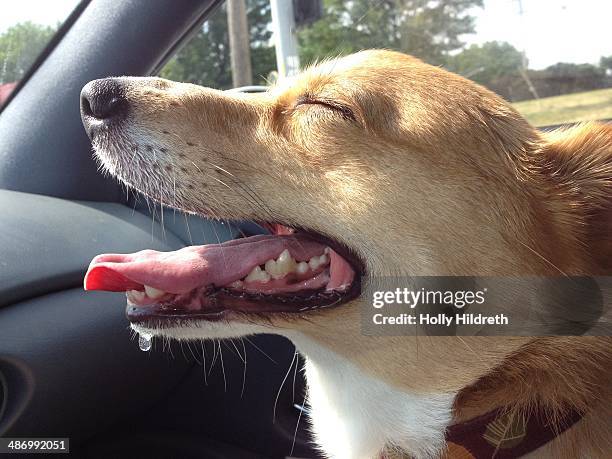 Awkward Car Ride Photos and Premium High Res Pictures - Getty Images