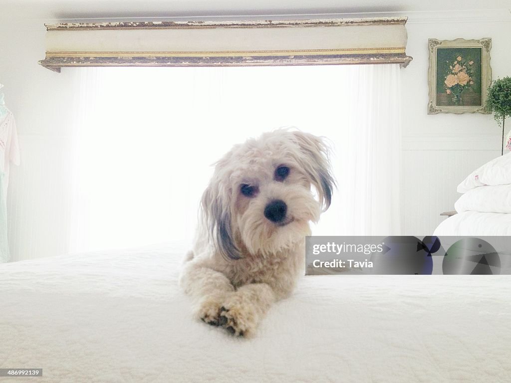 Awkward Pet Portraits