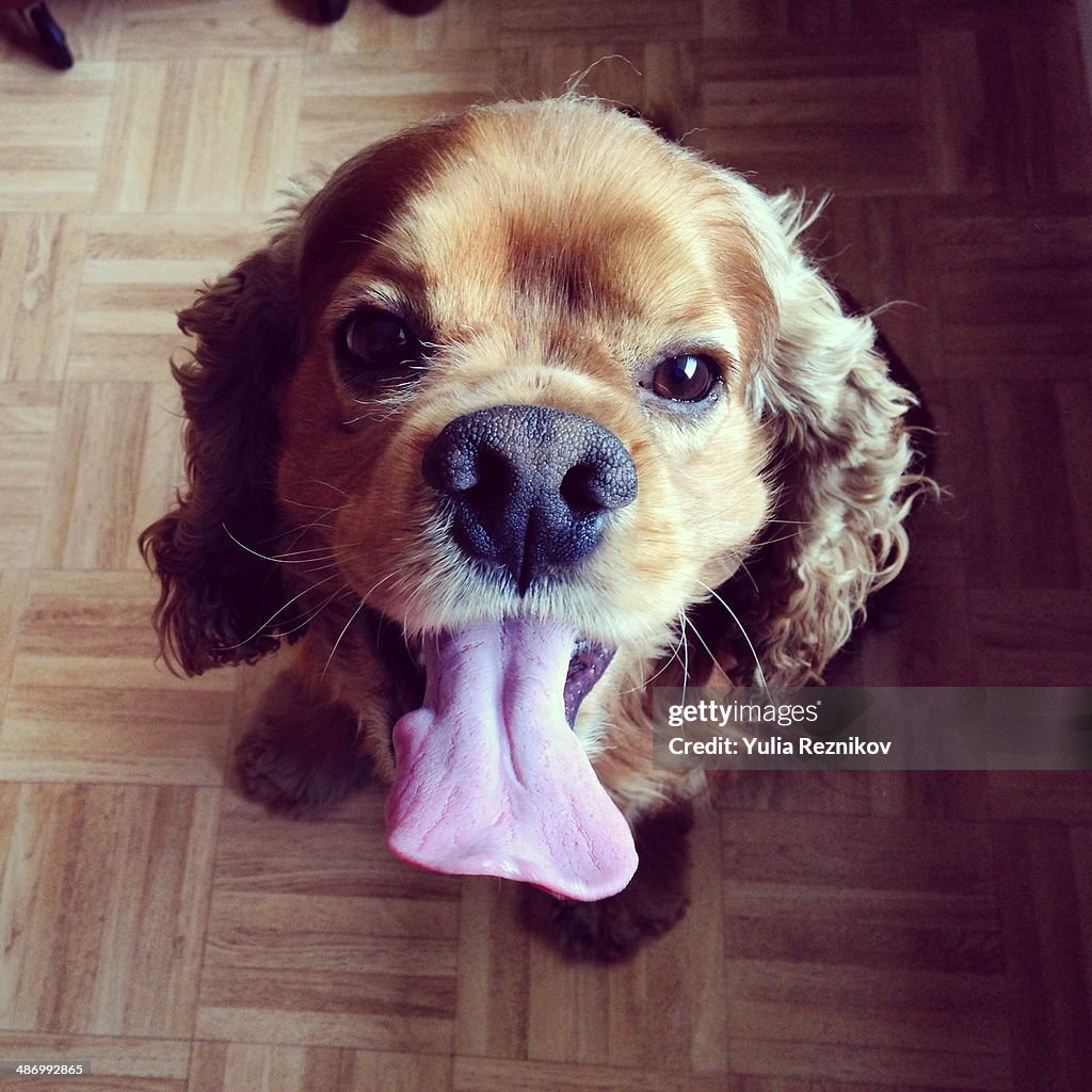 Awkward Pet Portraits