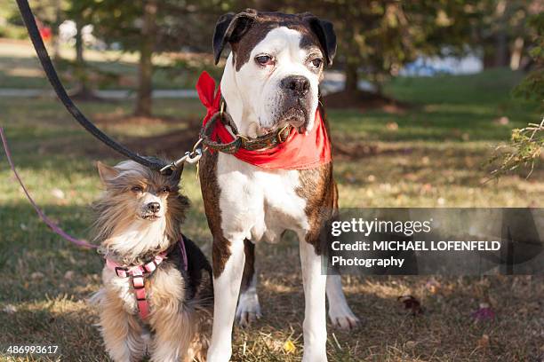 awkward pet portraits - pet leash stockfoto's en -beelden