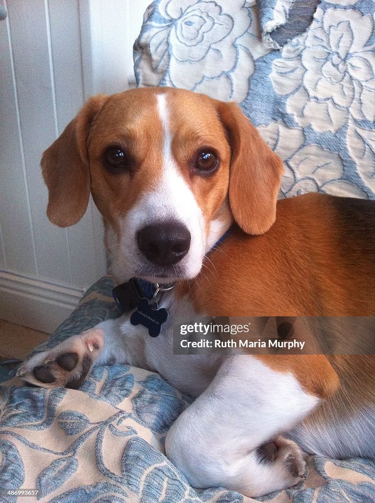 Awkward Pet Portraits