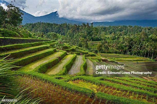 rice fields - jatiluwih rice terraces stock pictures, royalty-free photos & images
