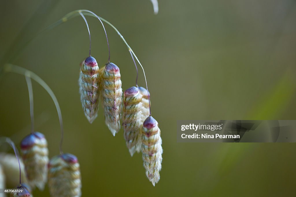 Large Quaking Grass