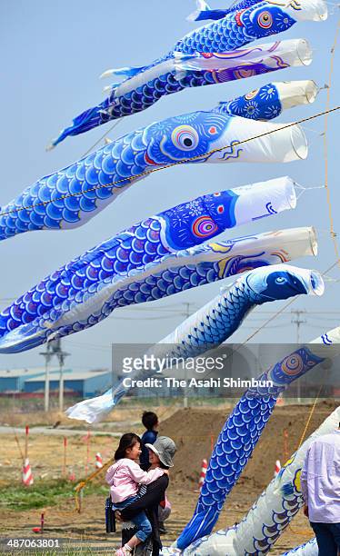Blue carp streamers hung at Omagarihama area, where devastated by the tsunami after the magnitude 9.0 earthquake three years ago on April 27, 2014 in...