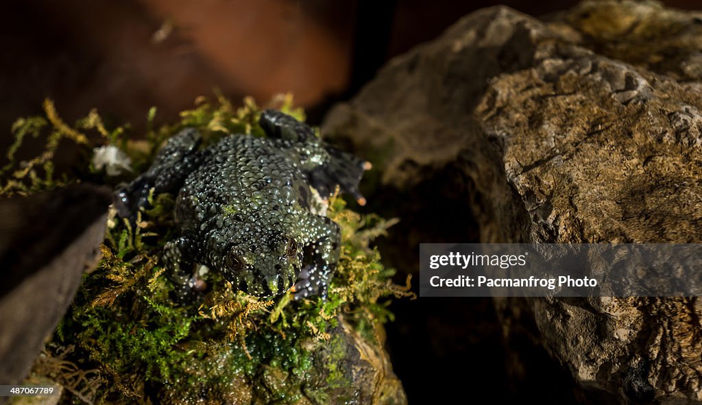 Dangerous frog !!!