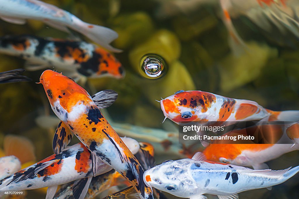 Zen fish