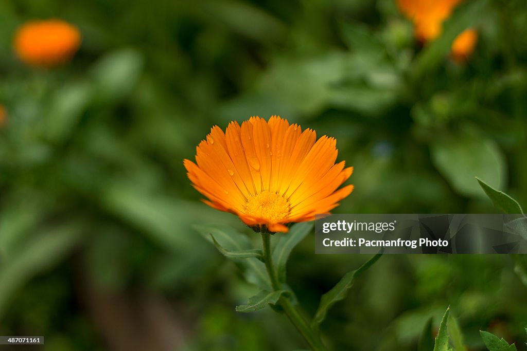 Flowers blooming
