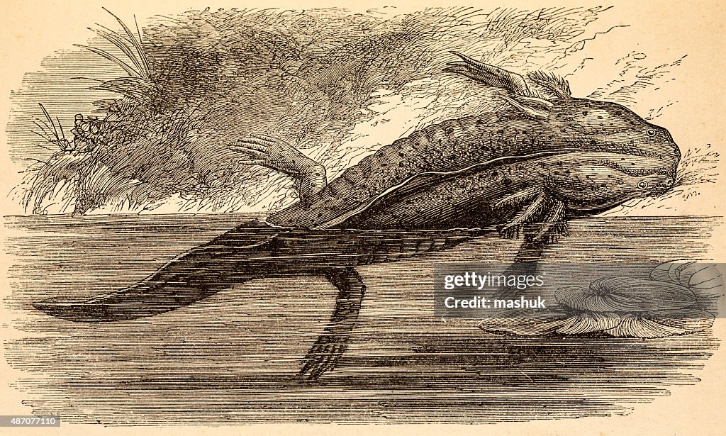 Axolotl walking fish, 19 century science illustration