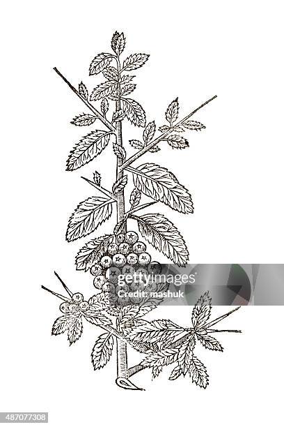 northern european hawthorn, 17 century botanical illustration - mayflower stock illustrations