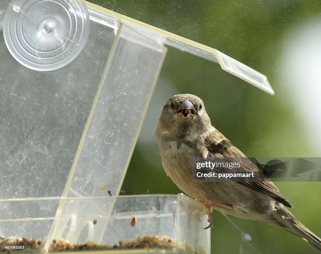 Sparrow looking from feeding house with seed