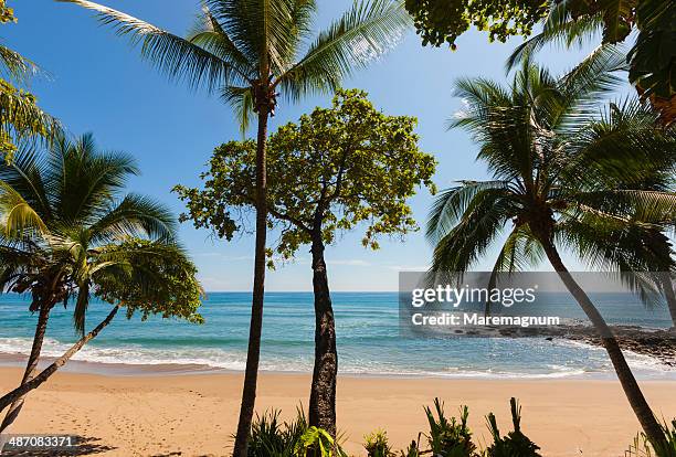 tambor, palm trees and ocean view - 尼科亞半島 個照片及圖片檔