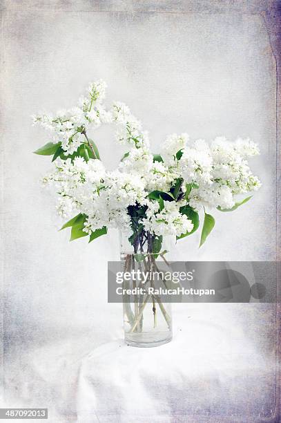 white lilac blossoms - white lilac stock pictures, royalty-free photos & images