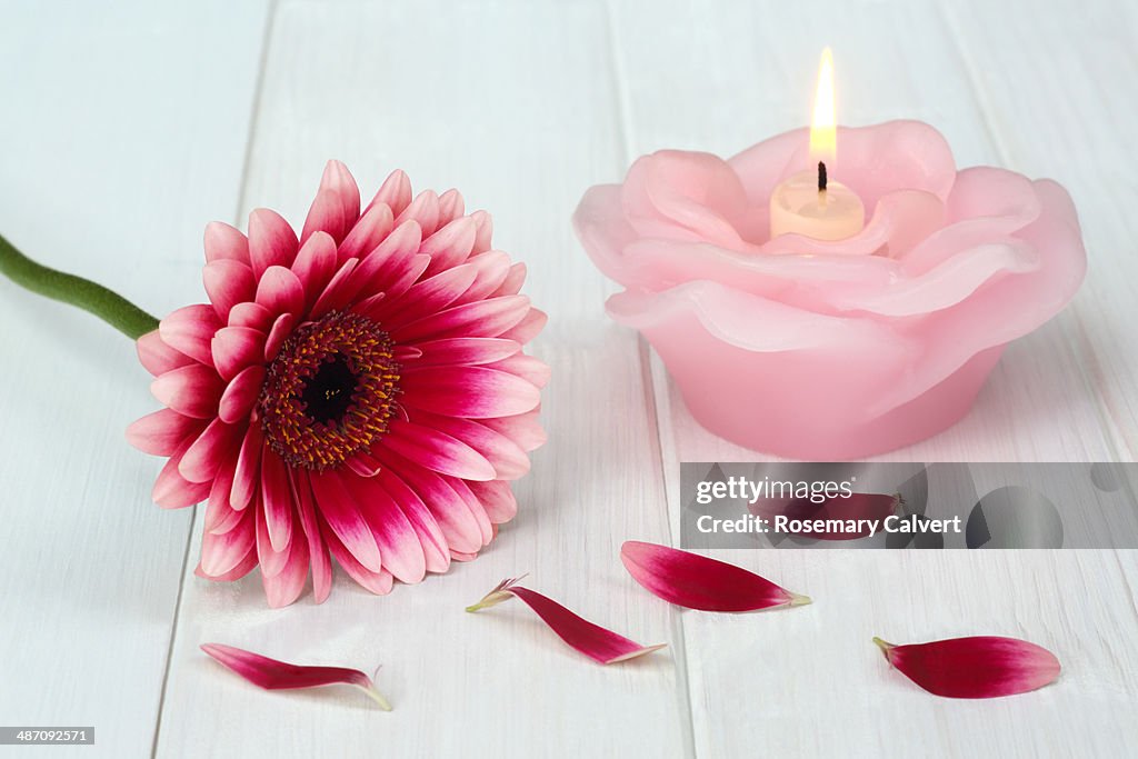 Pink gerbera and petals