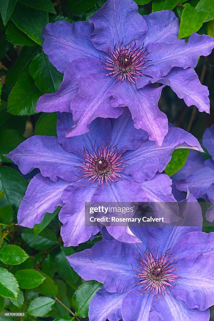 Large purple Clematis 'The President' flowers