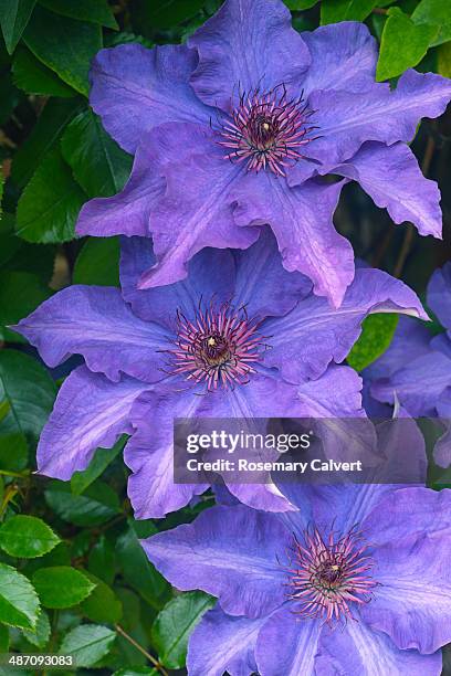 Large Purple Clematis The President Flowers, Foto de stock