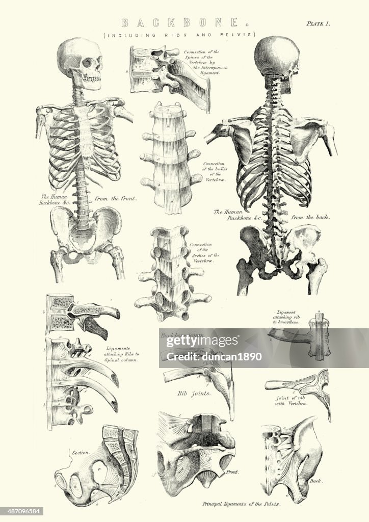 Menschliche Anatomie-Backbone wie Ribs und Knochen im Beckenbereich