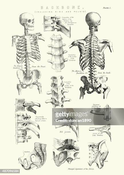 ilustraciones, imágenes clip art, dibujos animados e iconos de stock de anatomía humana; columna vertebral como costillas y pelvis - grabado técnica de ilustración ilustraciones