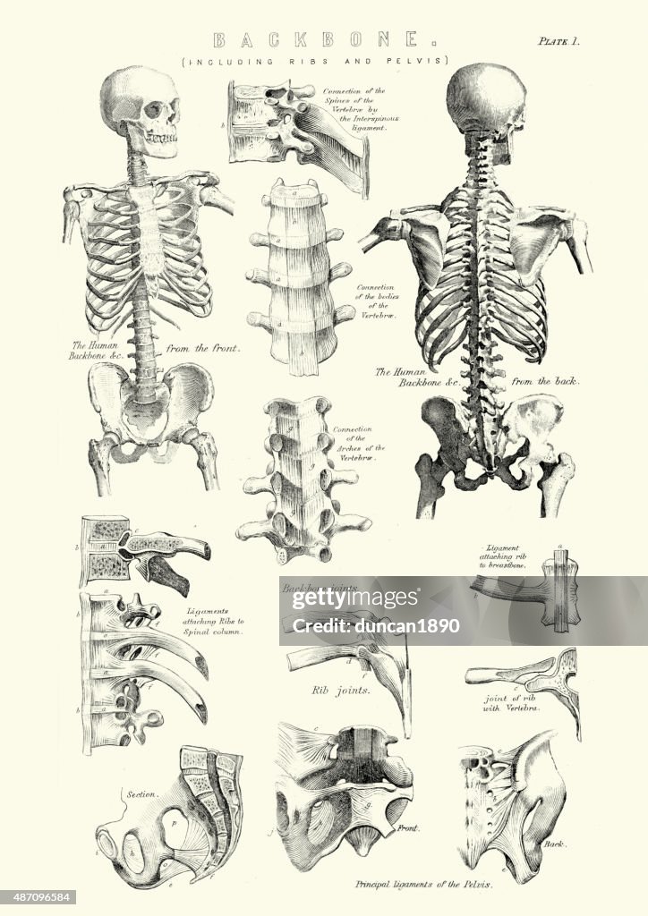 Anatomia humana-espinha dorsal incluindo costelas e pélvis