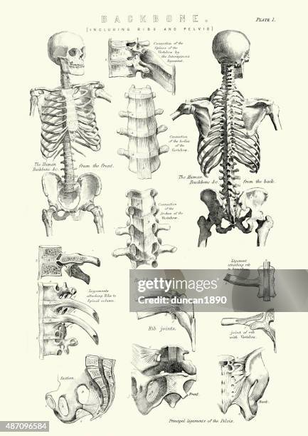 human anatomy - backbone including ribs and pelvis - human spine drawing stock illustrations