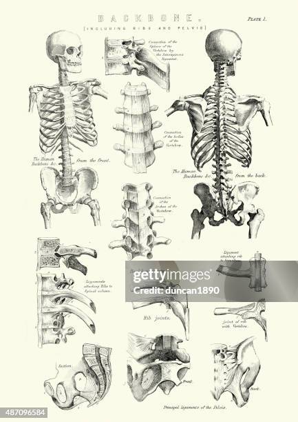 human anatomy - backbone including ribs and pelvis - biomedical illustration stock illustrations