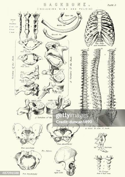 human anatomy - backbone including ribs and pelvis - anatomy charts stock illustrations