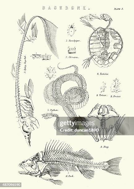 ilustraciones, imágenes clip art, dibujos animados e iconos de stock de animal troncales siglo xix - esqueleto de animal