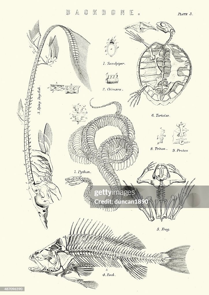 Animal Backbone.model Animal Backbones 19th Century High-Res Vector Graphic - Getty Images