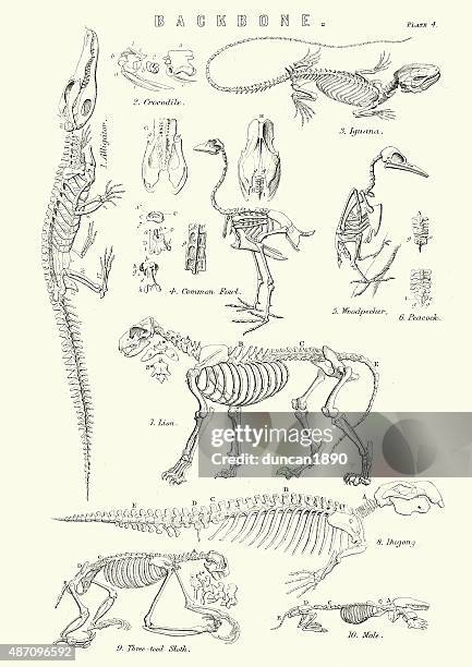 animal backbones 19. jahrhundert - eigentlicher leguan stock-grafiken, -clipart, -cartoons und -symbole