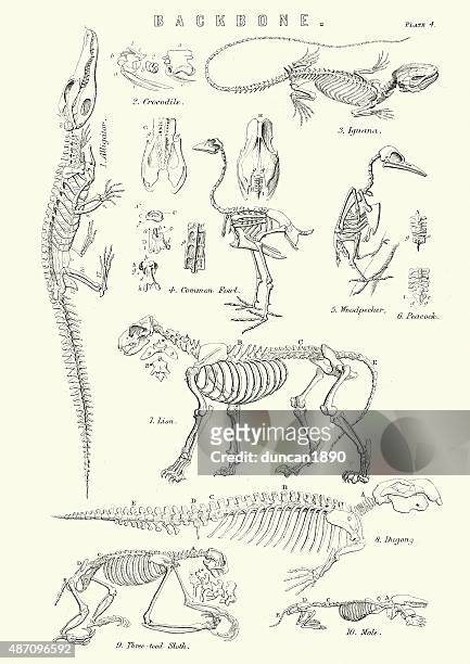 animal backbones 19th century - iguana 幅插畫檔、美工圖案、卡通及圖標