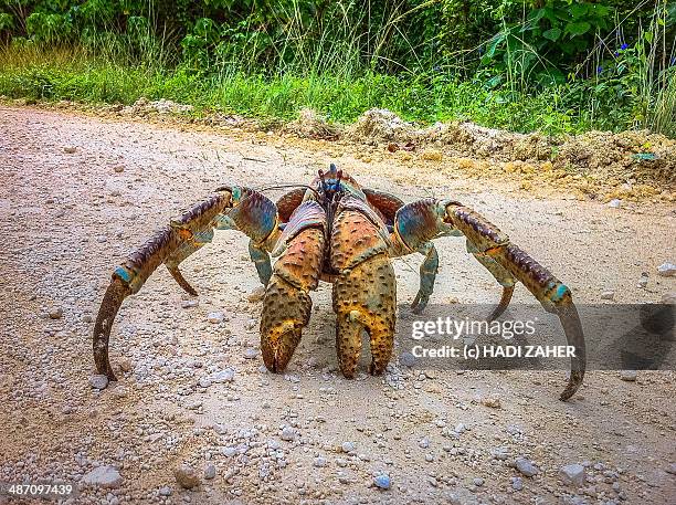 coconut crab - coconut crab stock pictures, royalty-free photos & images