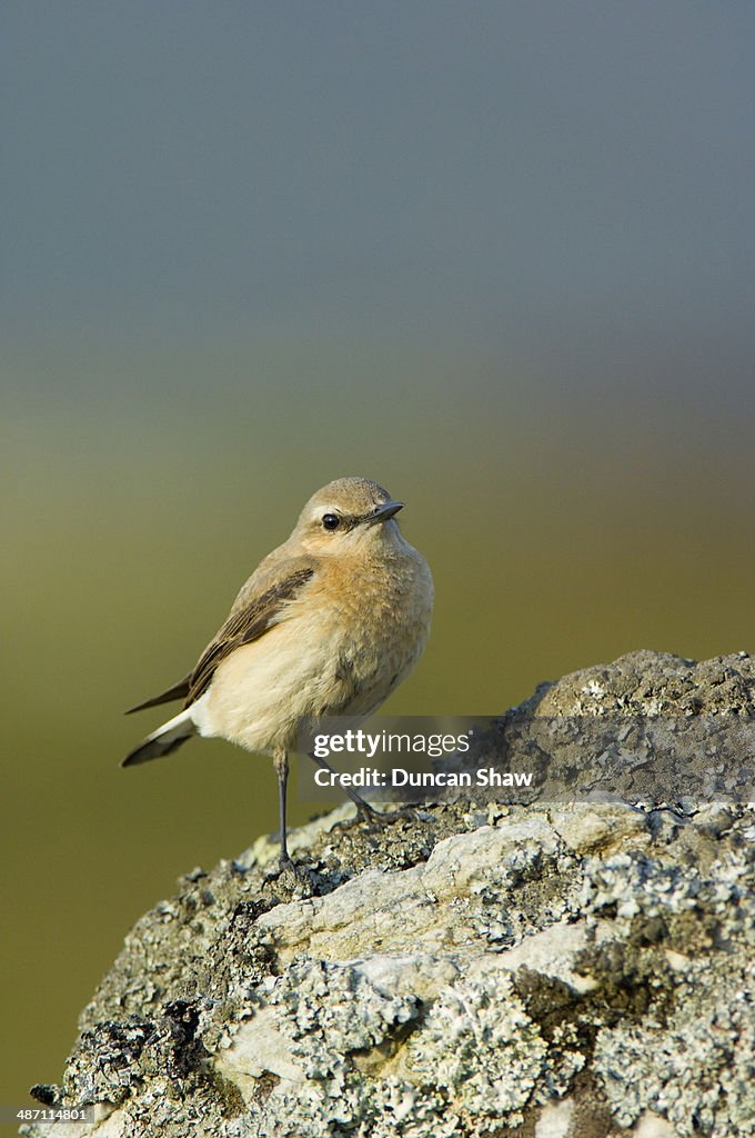 Wheatear