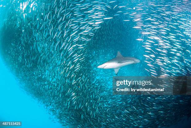 hole through the baitball - sardines ストックフォトと画像