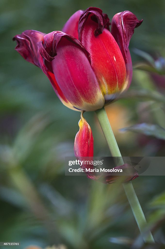 Fading red tulip with one petal broken