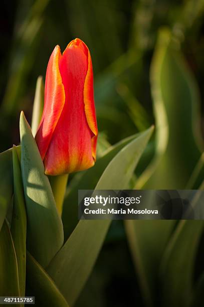 kaufmanniana tulip - tulipa liliaceae kaufmanniana stock pictures, royalty-free photos & images
