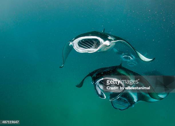 mantas - manta ray stock pictures, royalty-free photos & images