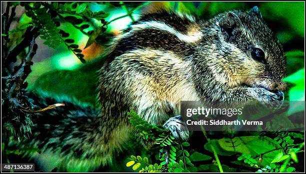 where are my nuts - ranakpur temple 個照片及圖片檔