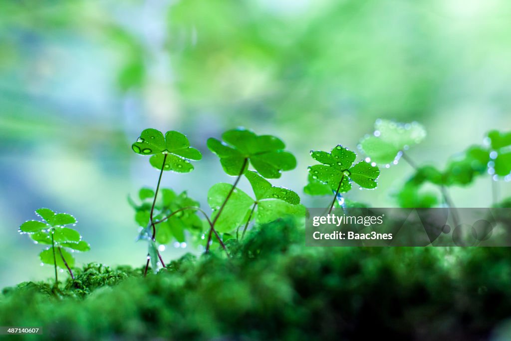 Clovers on the forest floor