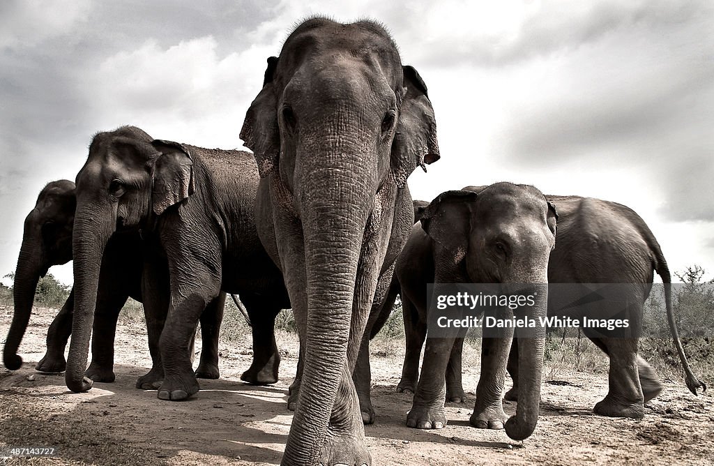 Asian Elephants