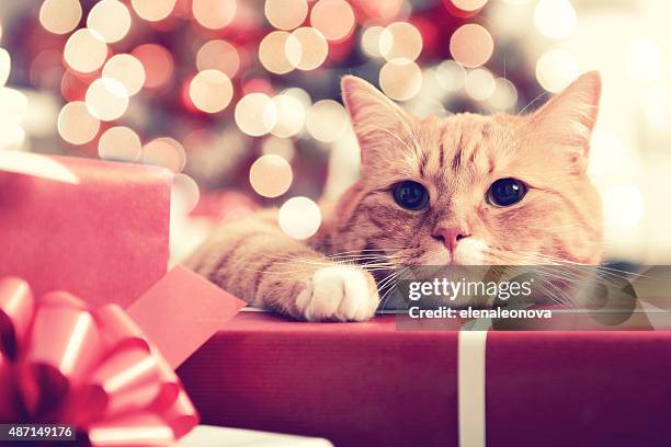 ginger british shorthair cat in the christmas interior - christmas kittens 個照片及圖片檔