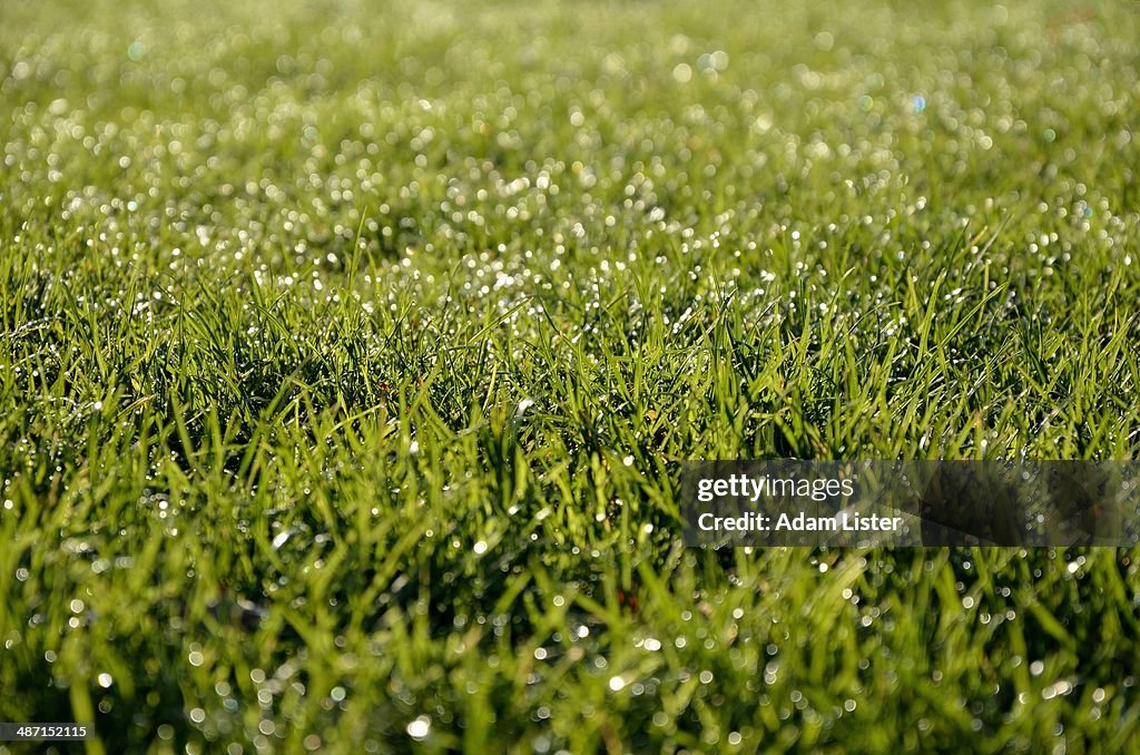 Morning Dew on the Grass