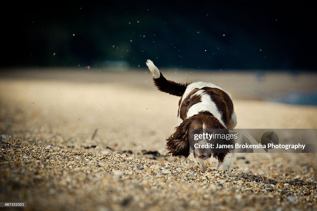 Springer Spaniel Runs on Beach 2