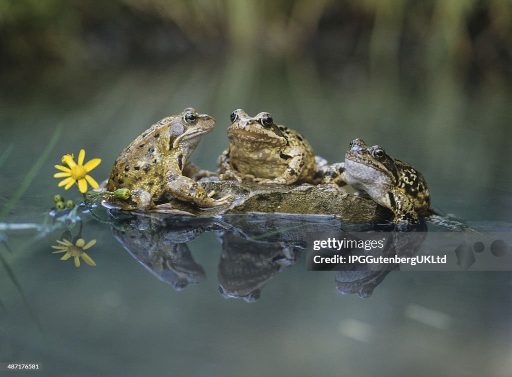 Frogs assis sur Rocher