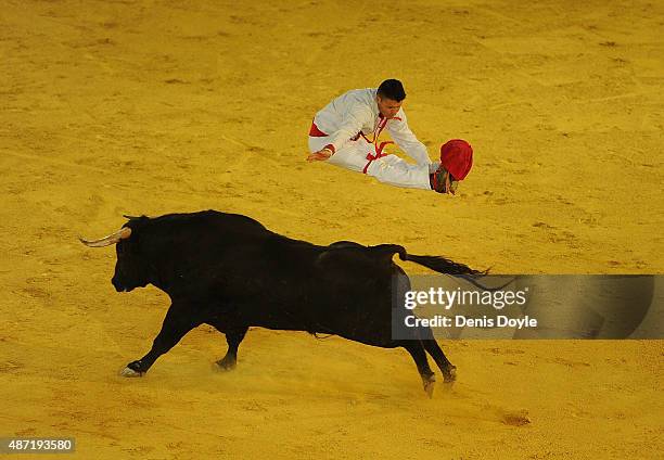 Guillaume Vergonzeanne of the French Recortadores company Passion Saltador leaps over a charging bull with his legs tied together at the end of the...