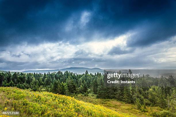 parque nacional de fundy - floresta de boreal imagens e fotografias de stock