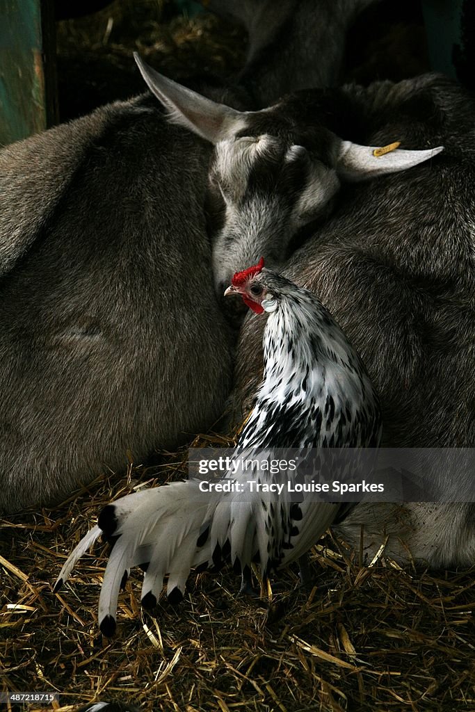 Goat & Chicken