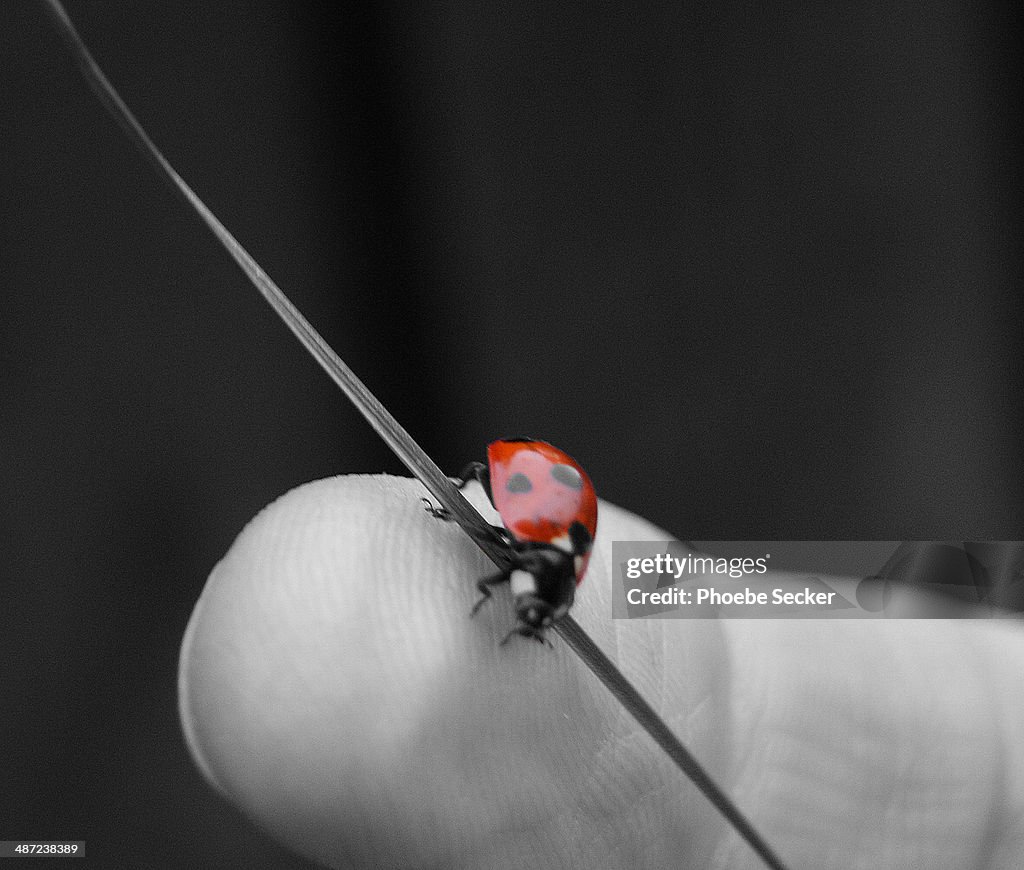 Ladybug