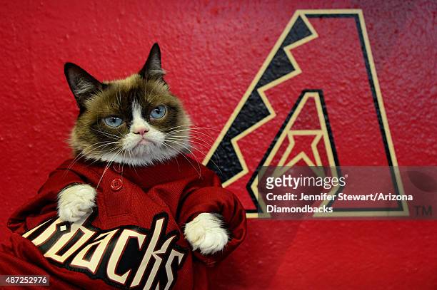 Grumpy Cat' sits in the dugout before the MLB game between the Arizona Diamondbacks and San Francisco Giants at Chase Field on September 7, 2015 in...