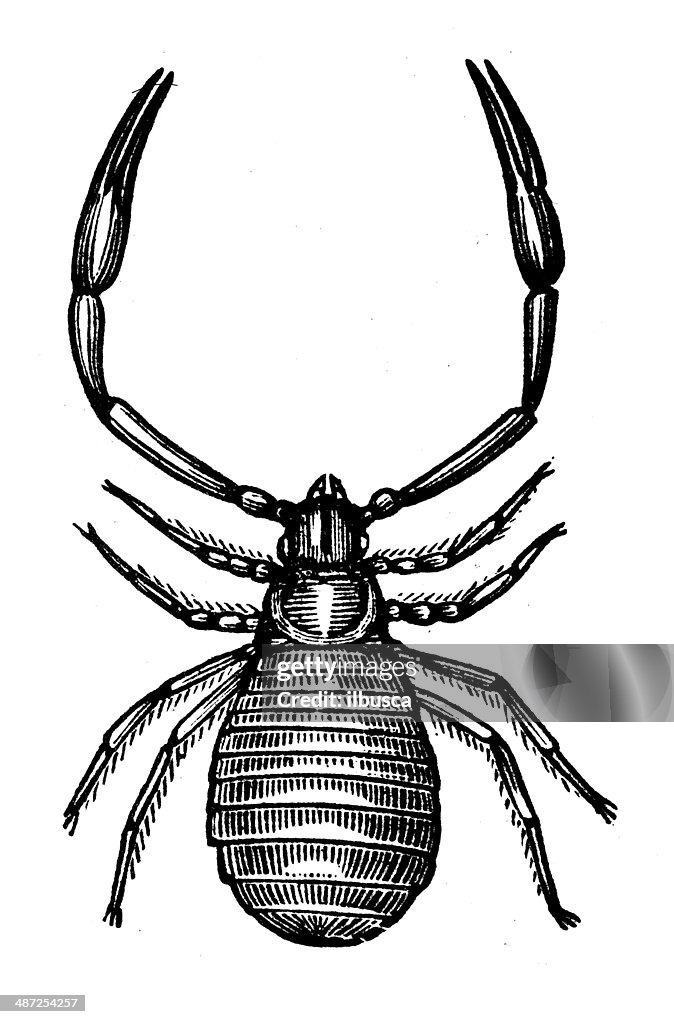 Antique illustration of pseudoscorpion (false scorpion or book scorpion)