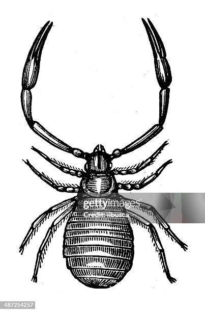 antique illustration of pseudoscorpion (false scorpion or book scorpion) - pseudoscorpion stock illustrations