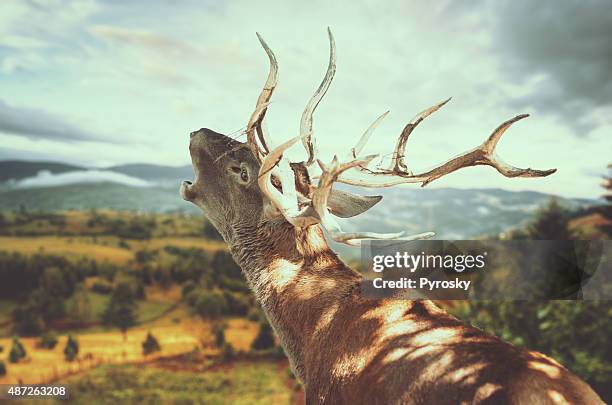 deer roaring - majestic deer stock pictures, royalty-free photos & images